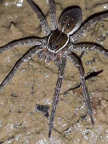 Six-spotted Fishing Spider