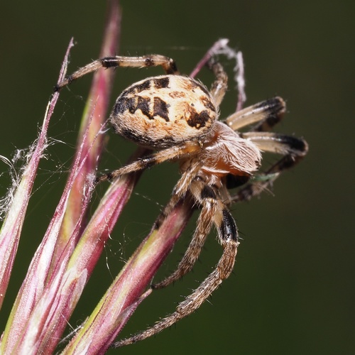 Furrow Spiders