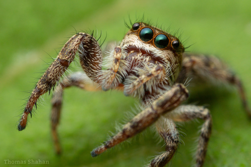 Bronze Jumping Spider