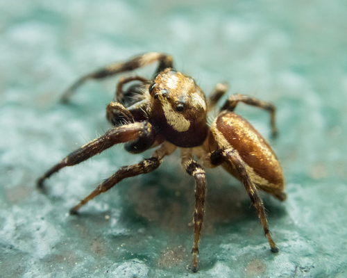 Bronze Jumping Spider