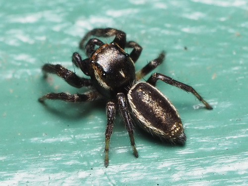 Bronze Jumping Spider