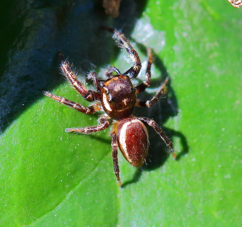 Bronze Jumping Spider