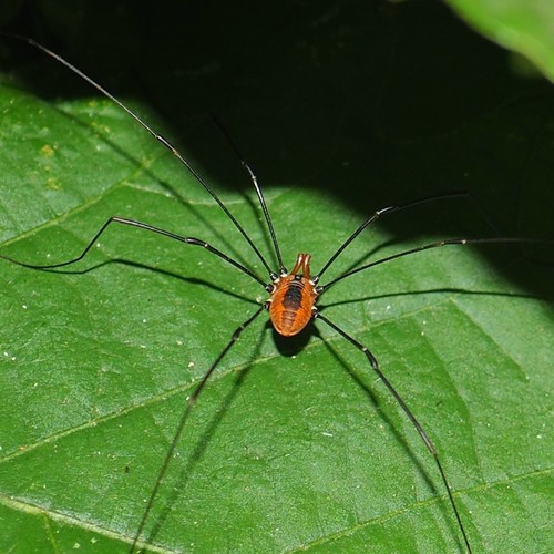 Eastern Harvestman