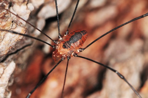 Eastern Harvestman