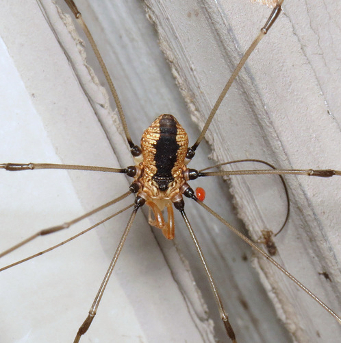 Eastern Harvestman