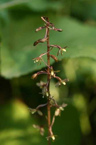 crane-fly orchid