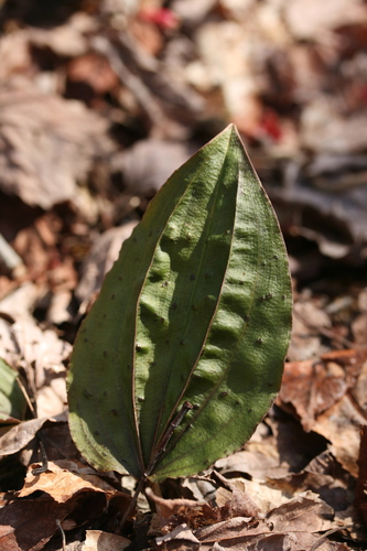 crane-fly orchid