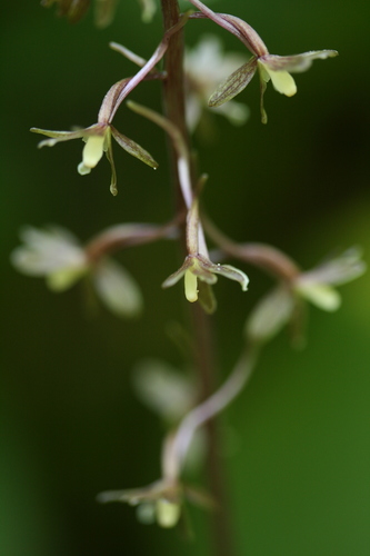 crane-fly orchid