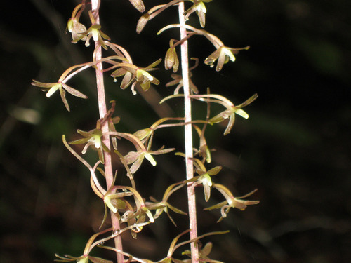 crane-fly orchid