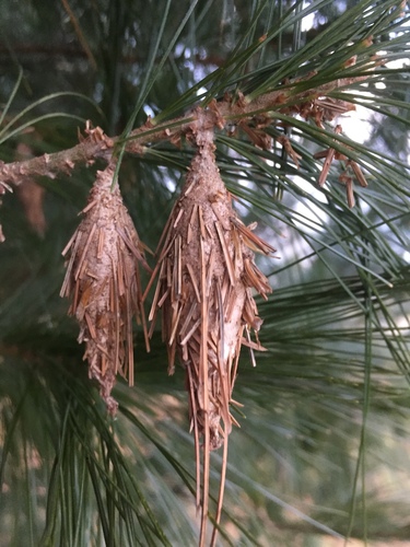 Evergreen Bagworm Moth