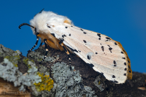Salt Marsh Moth