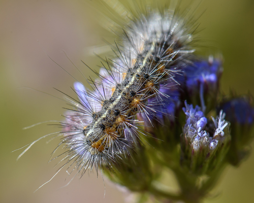 Salt Marsh Moth