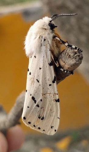 Salt Marsh Moth