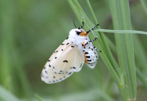 Salt Marsh Moth