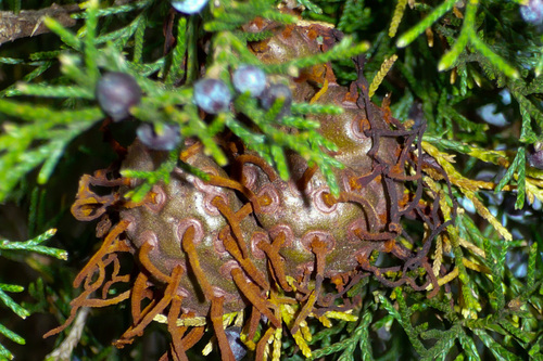 Cedar-apple rust