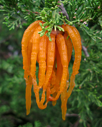 cedar rusts