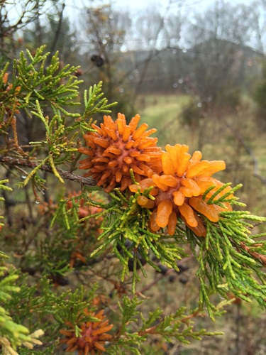 cedar rusts