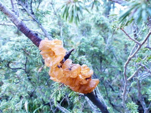 cedar rusts