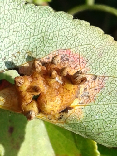 cedar rusts