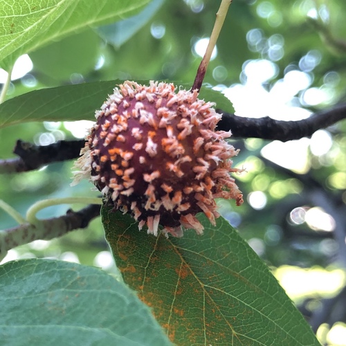 cedar rusts