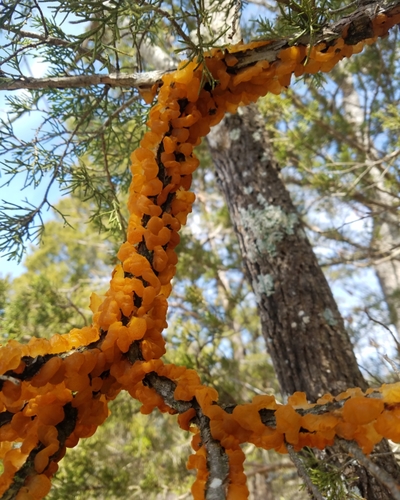cedar rusts