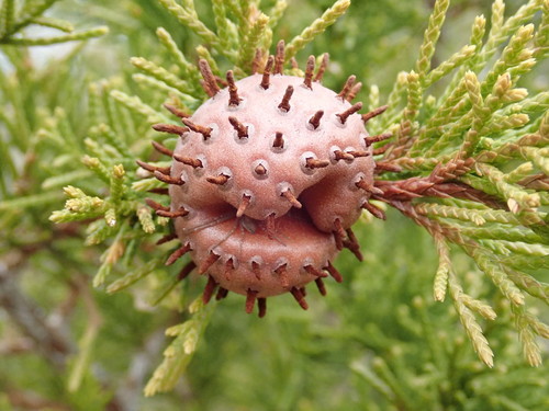 cedar rusts