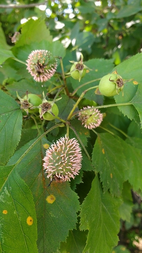 cedar rusts