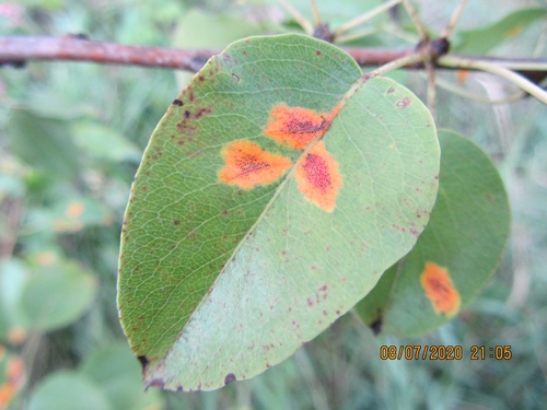 cedar rusts
