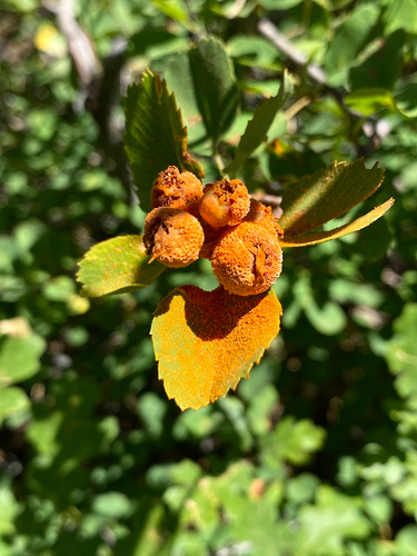 cedar rusts