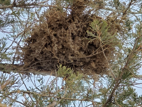 cedar rusts