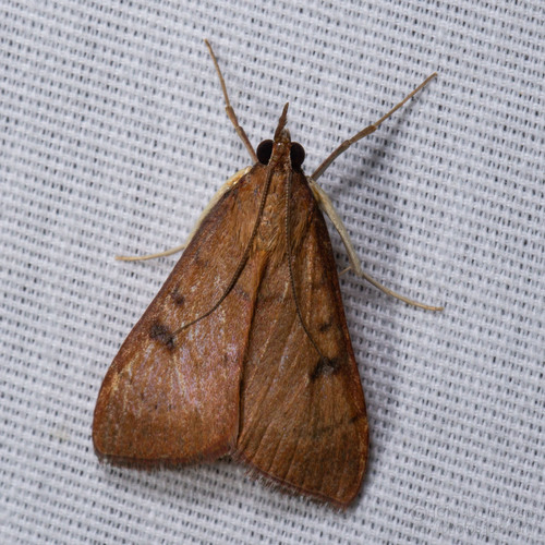 Genista Broom Moth