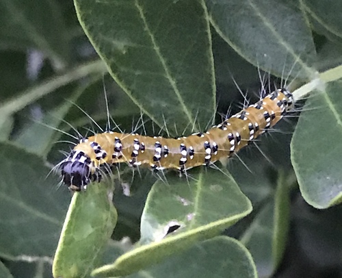 Genista Broom Moth