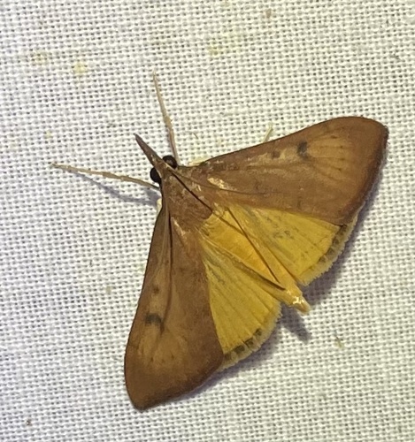 Genista Broom Moth