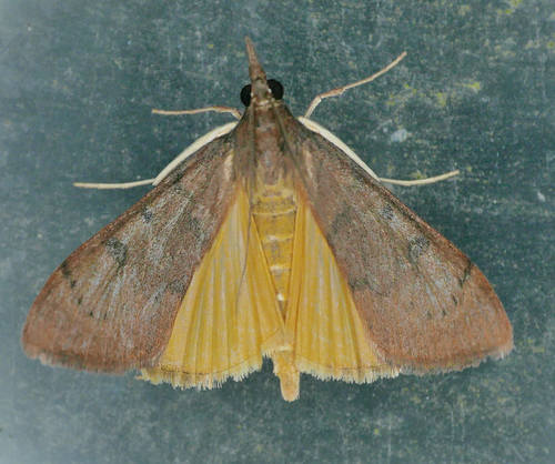 Genista Broom Moth