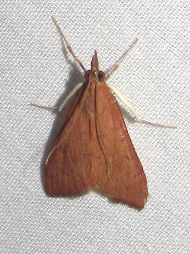 Genista Broom Moth