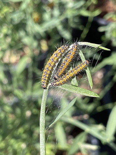 Genista Broom Moth
