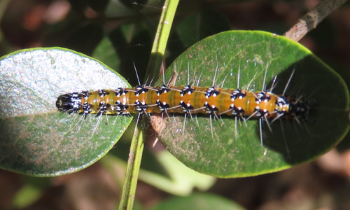 Genista Broom Moth