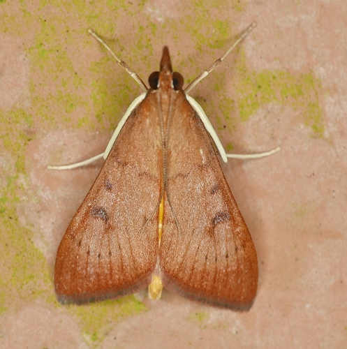 Genista Broom Moth