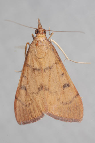 Genista Broom Moth