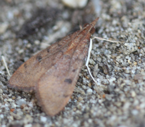 Genista Broom Moth