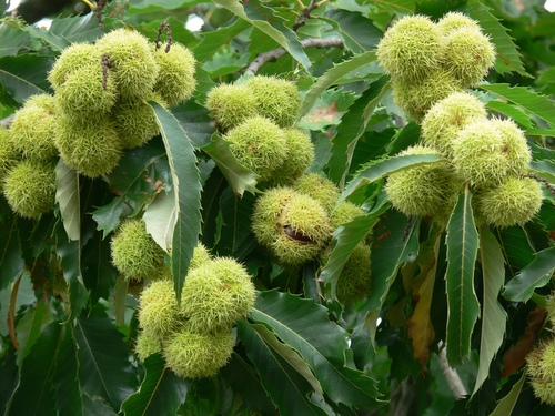 Sweet Chestnut