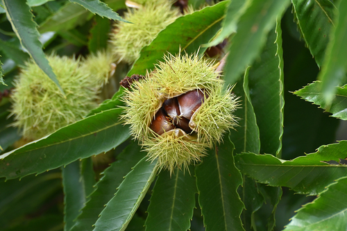 Sweet Chestnut