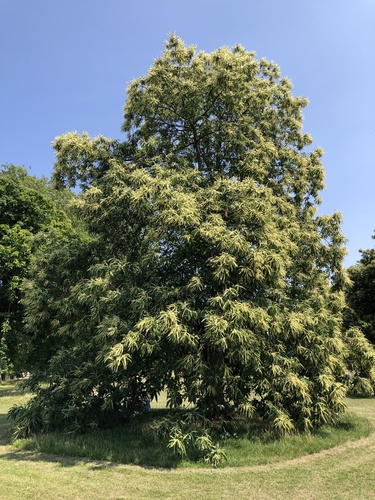 Sweet Chestnut