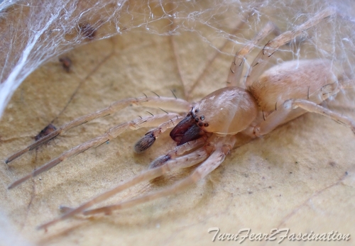 Leafcurling Sac Spiders