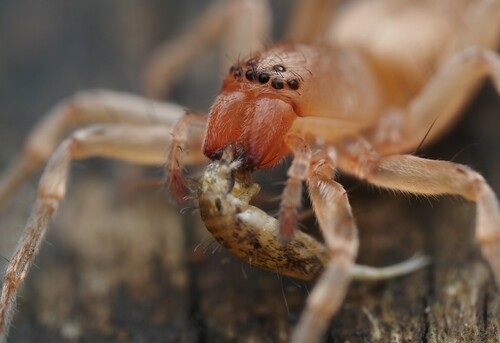 Leafcurling Sac Spiders