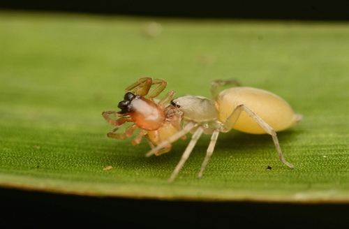 Leafcurling Sac Spiders