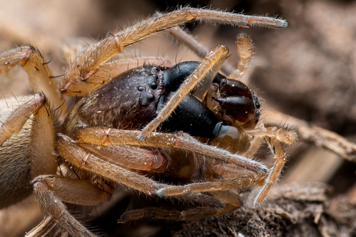 Leafcurling Sac Spiders