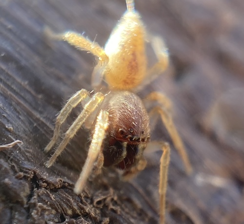 Leafcurling Sac Spiders