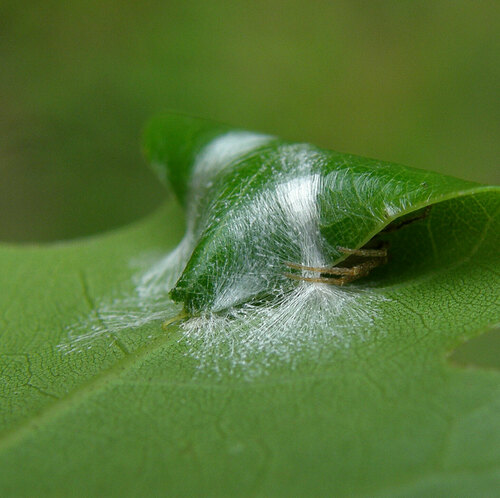 Leafcurling Sac Spiders