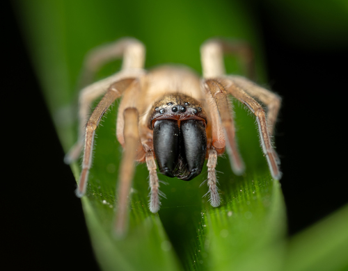 Leafcurling Sac Spiders